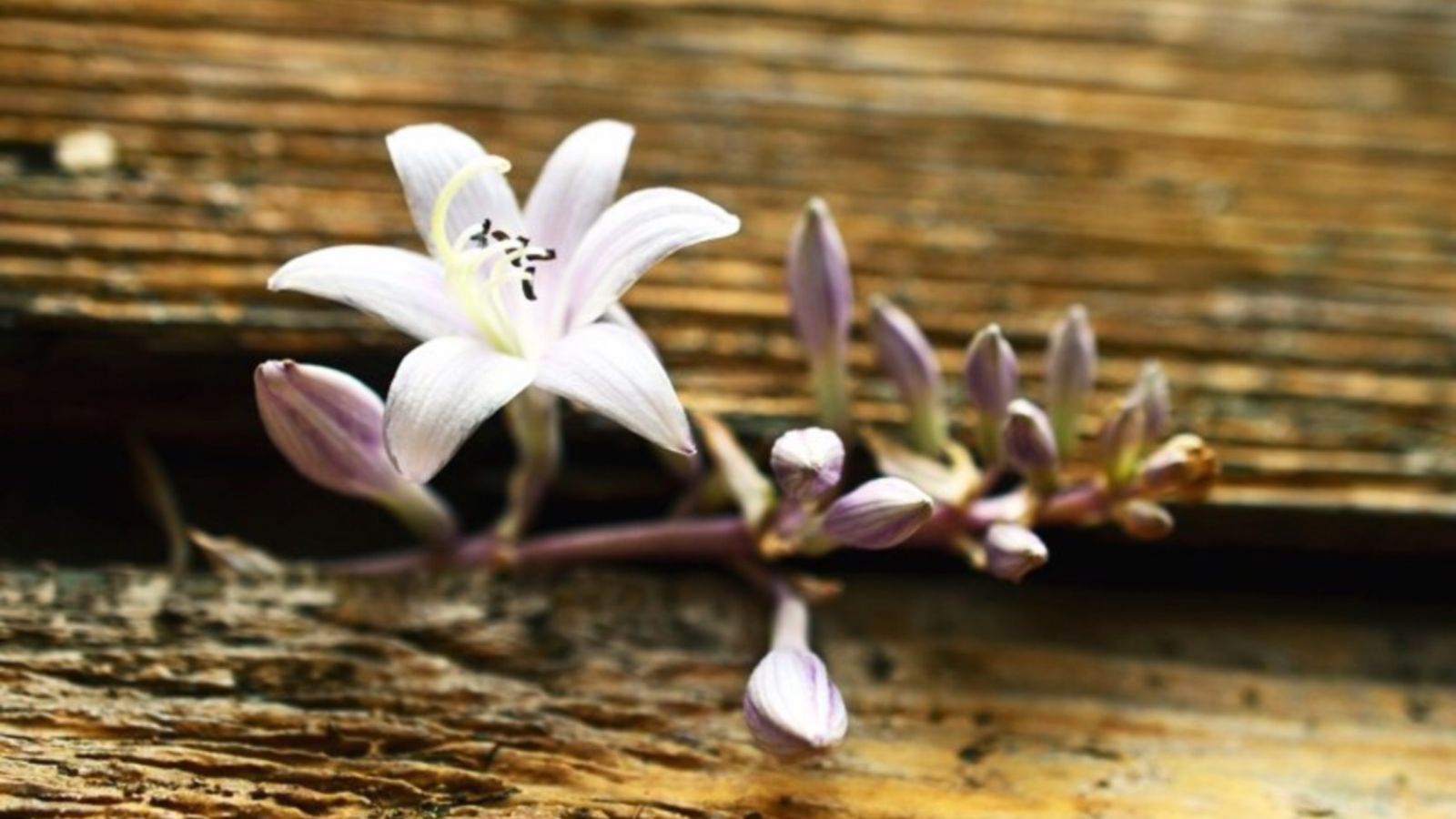 Thức khuya mới biết đêm dài, chơi lâu mới biết ai là cố nhân