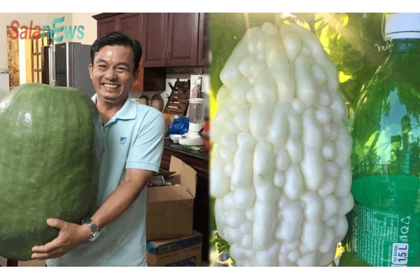Người đàn ông mê các giống cây "khủng", trồng trái bí nặng đến 34kg