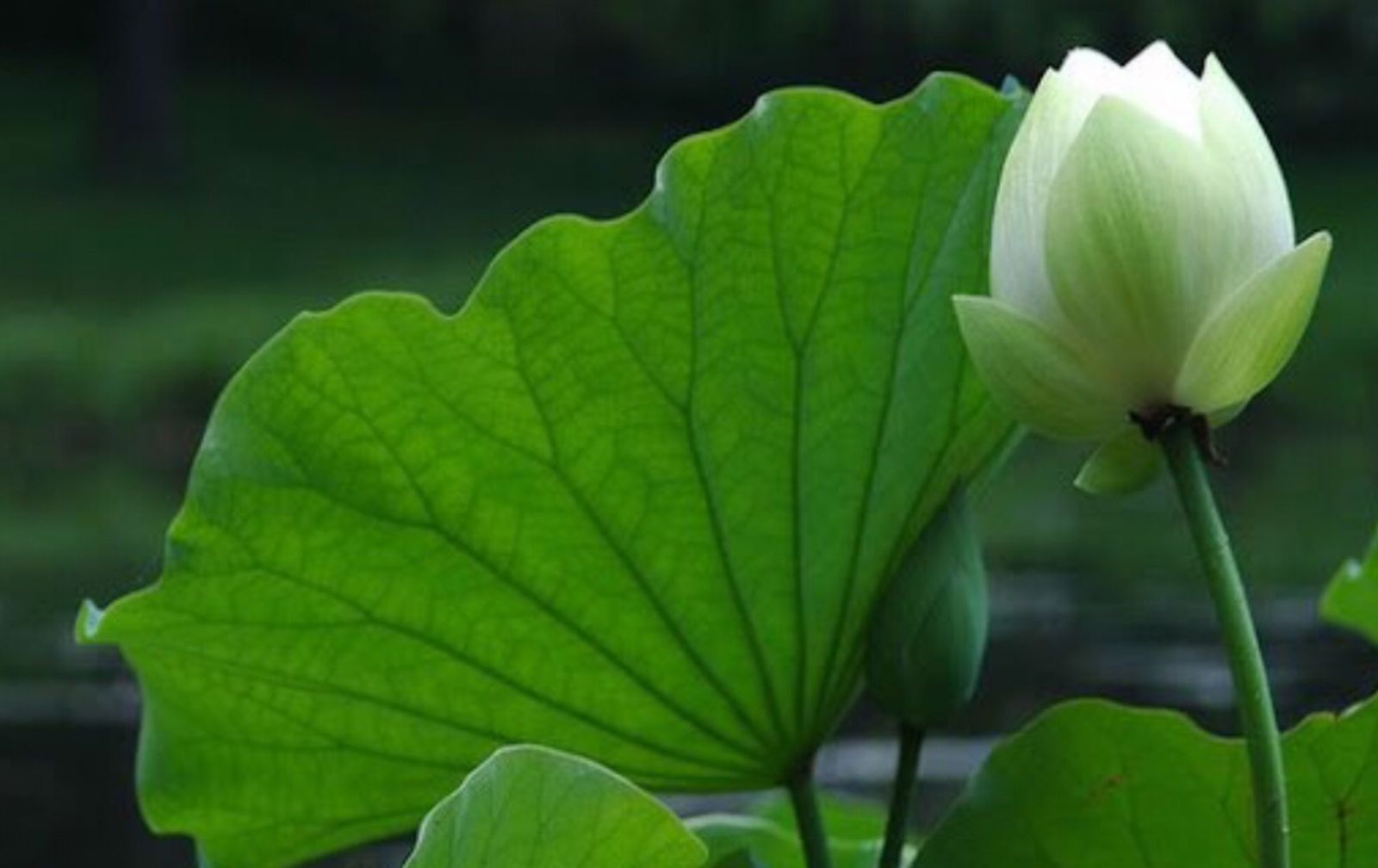 Mỗi ngày được sống thanh thản chính là hạnh phúc lớn nhất cõi nhân sinh