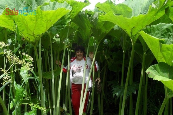 cây khổng lồ