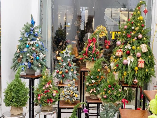 Thông tươi mini giá rẻ đắt khách dịp Noel