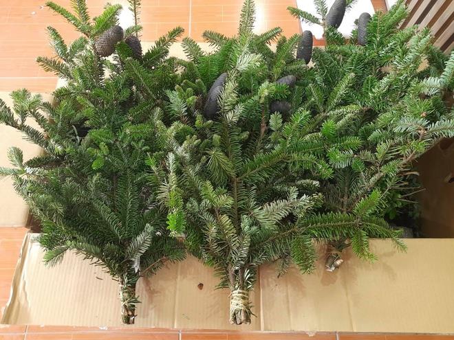 Thông tươi mini giá rẻ đắt khách dịp Noel 1