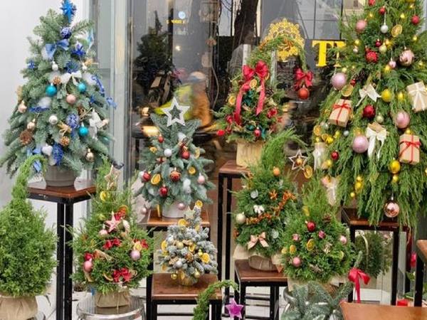 Thông tươi mini giá rẻ đắt khách dịp Noel