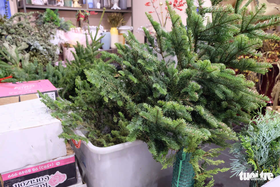 Thông tươi Mỹ giá 50 triệu vẫn 'cháy hàng' dịp Giáng sinh 3