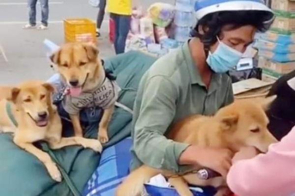 Cà Mau yêu cầu báo cáo vụ tiêu hủy 13 con chó của người về quê
