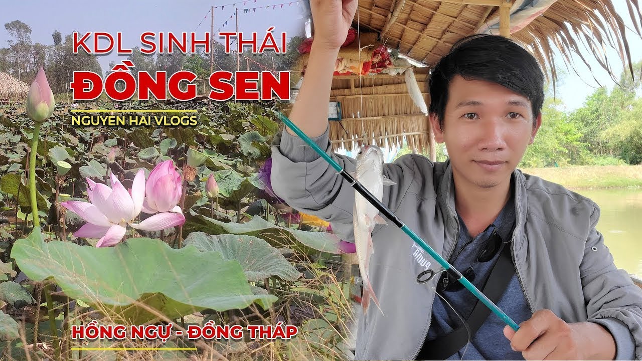 Khám phá Đồng Sen Khu du Lịch TP Hồng Ngự - Lotus Fields Hong Ngu City, Viet Nam | Nguyễn Hải TV